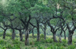 old cork oaks, Corsica, France old cork oaks, Corsica, France